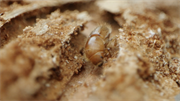 Spruce bark beetle UK warning